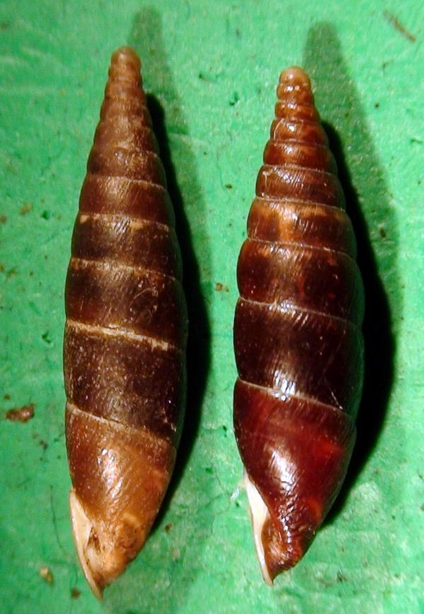 Cochlodina  incisa  vs  Cochlodina laminata